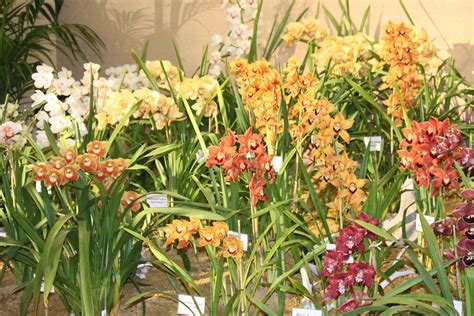 Gallup and Stribling | Cymbidium Orchid debut at the Santa B… | Flickr