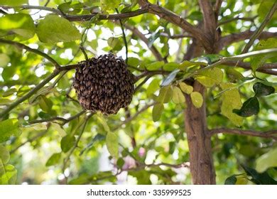 Apis Florea Background Stock Photo 335999525 | Shutterstock