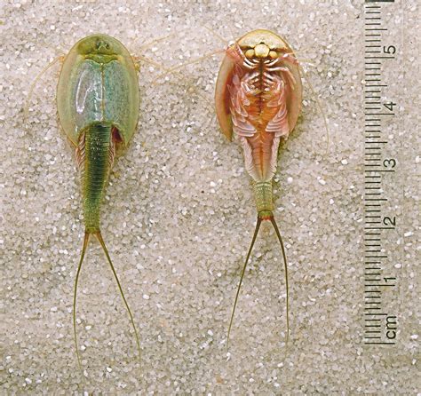 Triops longicaudatus - Wikipedia | Prehistoric animals, Crustaceans ...