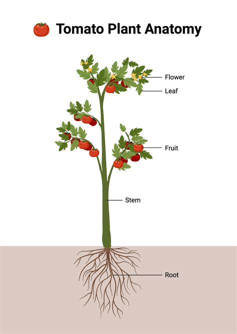 Tomato Plant Anatomy | BioRender Science Templates