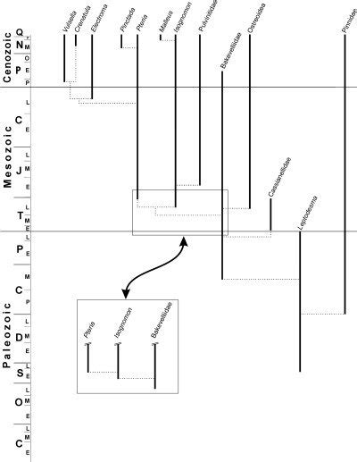 Ordinary filament anatomy. Transverse histological section (7 µm,... | Download Scientific Diagram