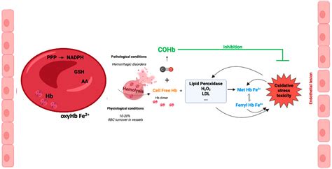 Carboxyhemoglobin (COHb): Unavoidable Bystander or Protective Player?