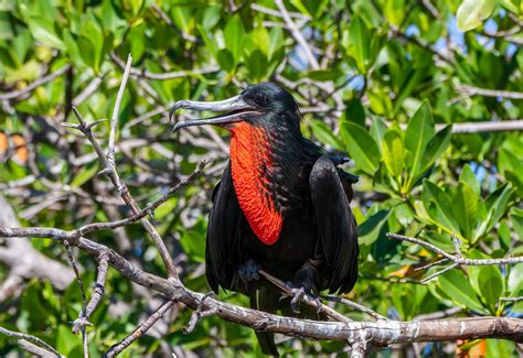 Wildlife in the Dominican Republic · Visit Dominican Republic