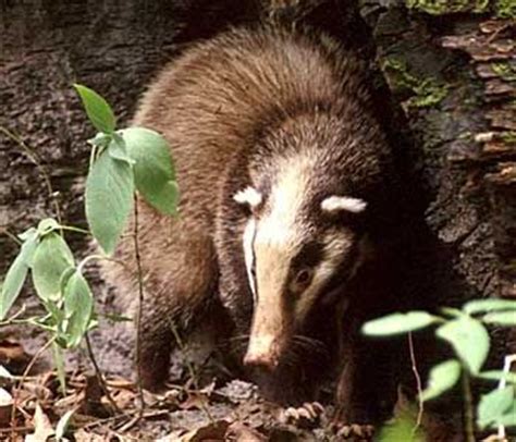 Hog Badger | Animal of the world Wiki | FANDOM powered by Wikia