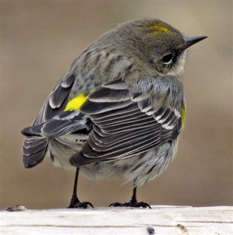 Identify and Attract a Yellow-Rumped Warbler - Birds and Blooms