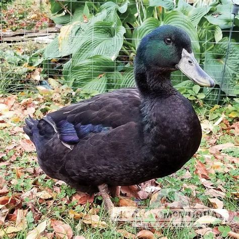 Cayuga Duck | Cayuga, Pet ducks, Duck breeds