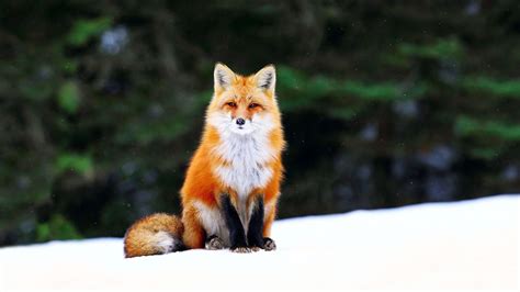 Cute Fox Wallpapers - Wallpaper Cave