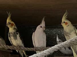 Proven breeding bonded pair of cockatiels – Online Bird Auctions