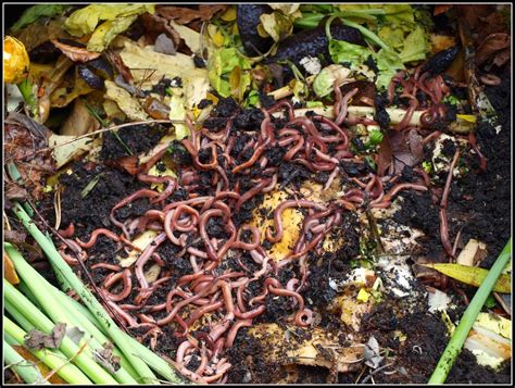 Composting Worms