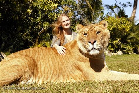 'OZ' - The 'Other' Side of the Rainbow: A Liger! - AWESOME Animal