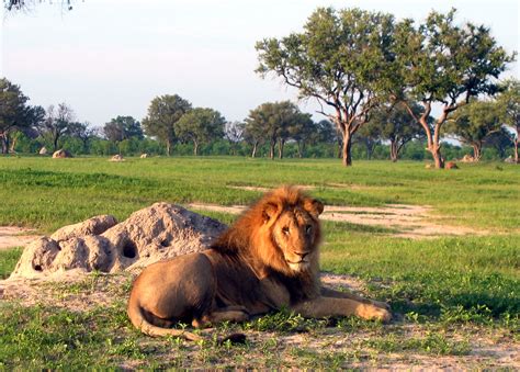 Governo do Zimbabwe põe animais à venda para salvá-los da seca - Rede Angola - Notícias ...