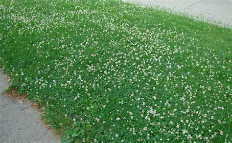 DD Gardening: Is Clover in a lawn a good thing? - Donegal Daily