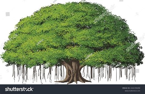 Banyan tree Stock Vectors, Images & Vector Art | Shutterstock