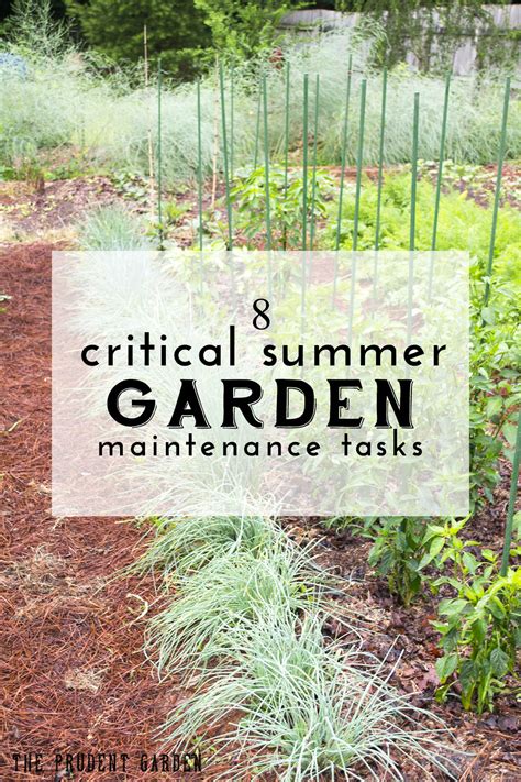 8 Critical Summer Garden Maintenance Tasks