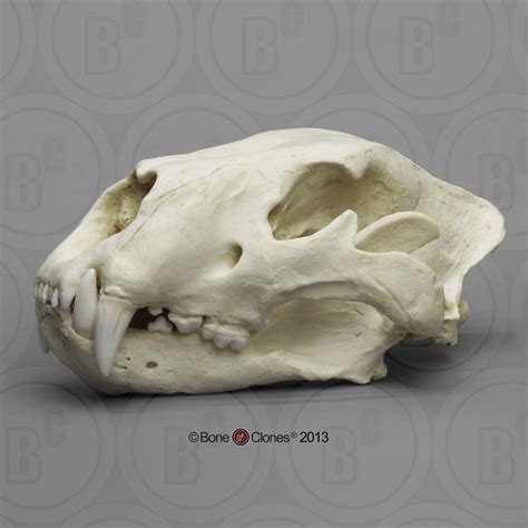 American Lion Skull Antique Finish - Bone Clones, Inc. - Osteological Reproductions