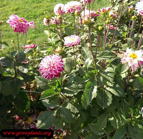 Dahlia plant - How to grow & care