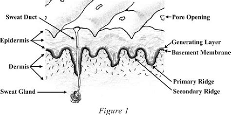 Figure 16 from The Critical Stage of Friction Ridge and Pattern Formation | Semantic Scholar