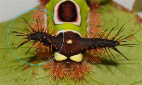 saddleback caterpillar - Acharia stimulea (Clemens)