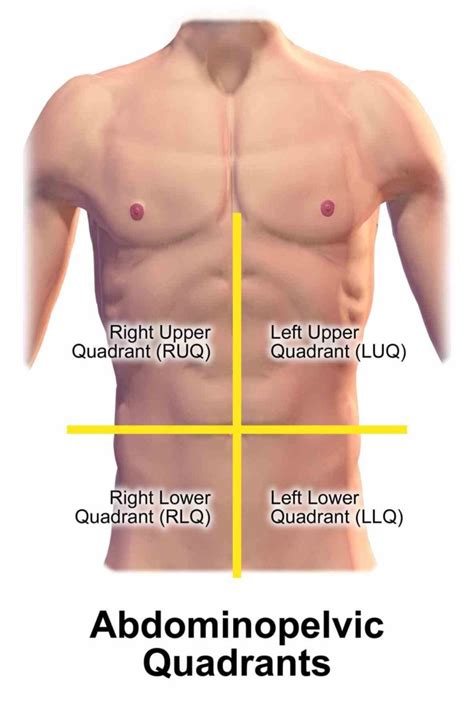 mar names of abdominal regions human abdomen quadrants four picture is broadly classified into ...