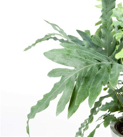 26 Best Types of Indoor Ferns to Grow at Home - Petal Republic