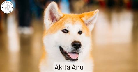 The Akita Inu dog. Everything about this Japanese Breed