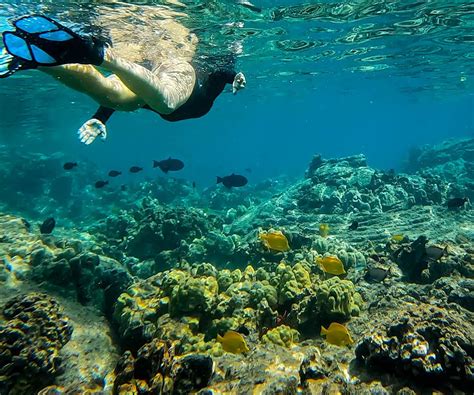 The Big Island Snorkeling: 4 Spots to Add to Your Hawaii Bucket List ...