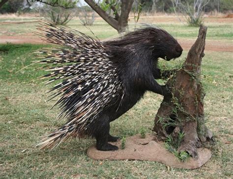 CAPE PORCUPINE LIFE EXPECTANCY