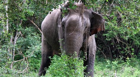 Wildlife Sri Lanka | national parks-elephants-animals-jungles-safaries ...