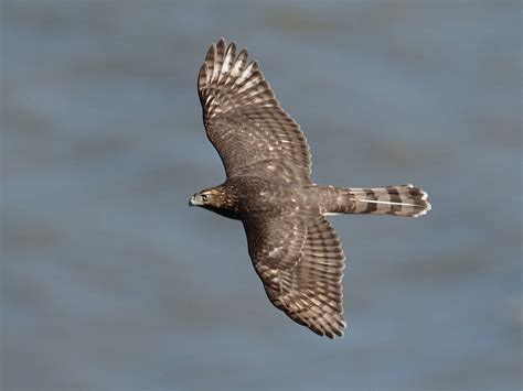 Sharp-shinned Hawk - Stateline Lookout, NJ, USA | PA120998 -… | Flickr