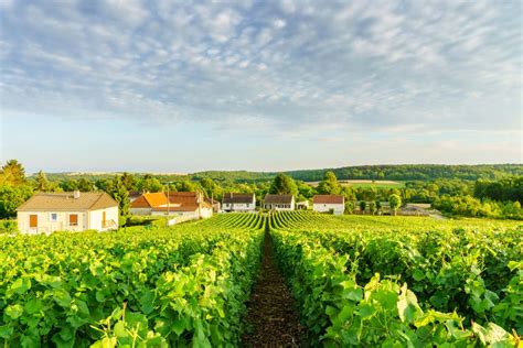 Champagne Cellars and Vineyards in Reims, Epernay and Troyes