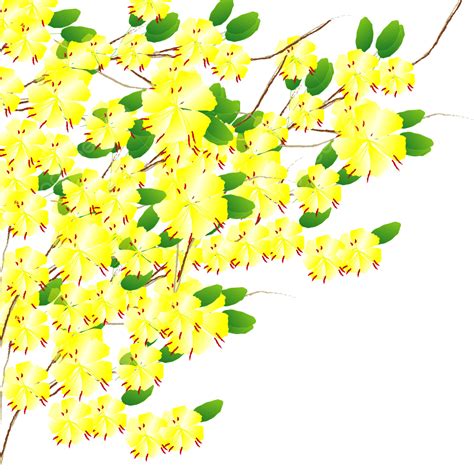 Yellow Apricot Blossom Vector Hd PNG Images, Yellow Apricot Blossom ...