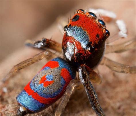 Mind Boggling Macro Photography of Peacock Spiders by Jurgen Otto ...