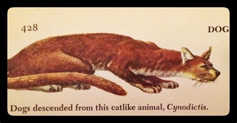 "Cynodictis" from The Golden Book Encyclopedia (1960)