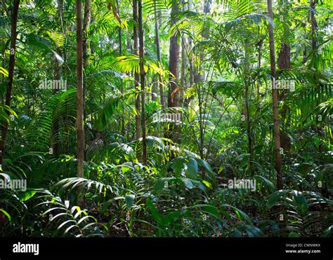 Palms and lush vegetation in tropical monsoon forest, Fogg Dam ...