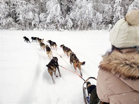 Snowhook Adventure Guides Dog Sled Tours | Iditarod Sled… | ALASKA.ORG