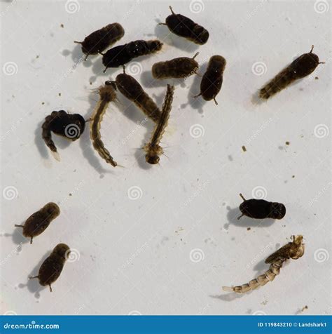 Various Stages of the Mosquito Life Cycle from Eggs To Wing. Stock Photo - Image of dengue ...