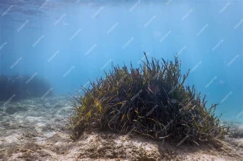 Premium Photo | Underwater background with seaweed