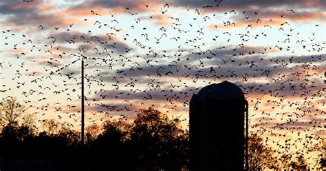 FAA Data Shows Bird Strikes Are Bad, Getting Worse | WIRED