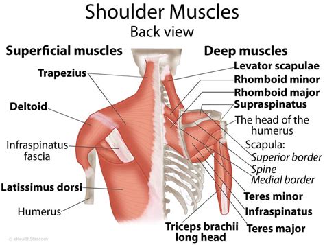 Shoulder Muscles Anatomy, Actions, Diagram | eHealthStar