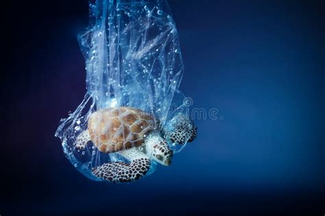 Sea Turtle Eat Plastic Bag Ocean Pollution Concept Stock Image - Image of garbage, animal: 134421855