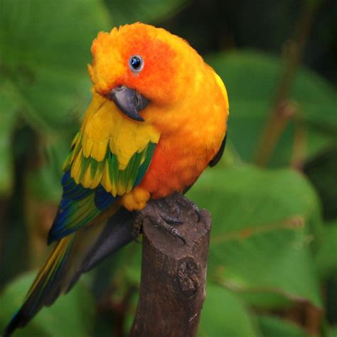 Sun Conure | Conure parrots, Cute animals, Cute birds