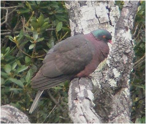 Budidaya Burung: Info Merpati Hias Jenis White-tailed Laurel Pigeon