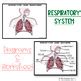 Respiratory System Diagrams – Labeled & Unlabeled | Respiratory System Worksheet