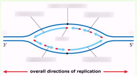 DNA Replication Bubble Diagram | Quizlet