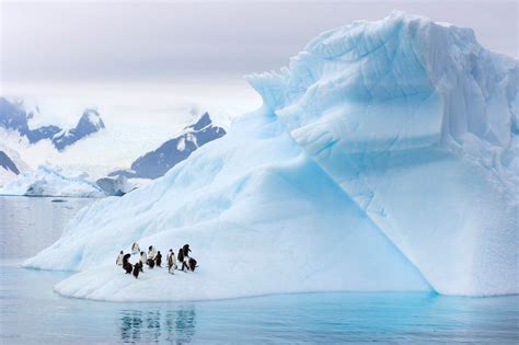 Climate Change Is Turning Antarctica Green | HuffPost