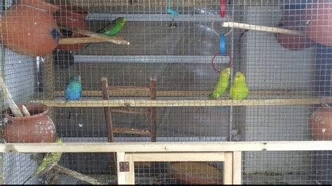 Budgerigar breeding with time lapse mating - adult budgerigar - YouTube