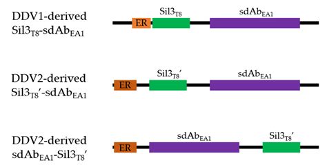 Diagrams of fusion proteins produced for this study. (a) Order of... | Download Scientific Diagram