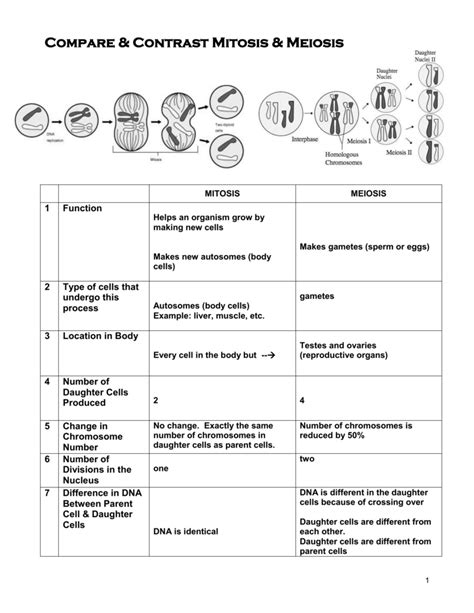 Mitosis Meiosis Comparison Worksheet Chart Meiosis Biological Science | Porn Sex Picture