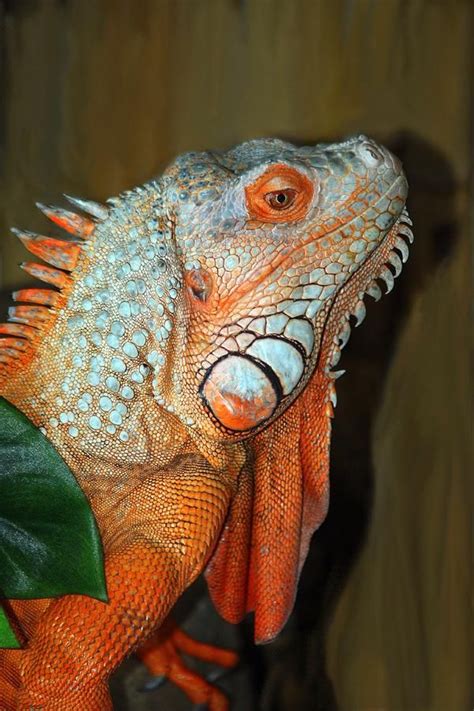 Orange Iguana by Patrick Witz in 2021 | Iguana, Iguana pet, Animals beautiful