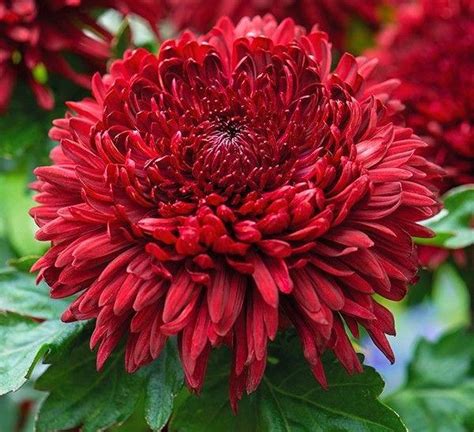 Dahlia Red Garden Wonder : r/flowers